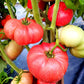 TOMATO 'New Big Dwarf'