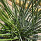 Euphorbia antisyphilitica --Candelilla--