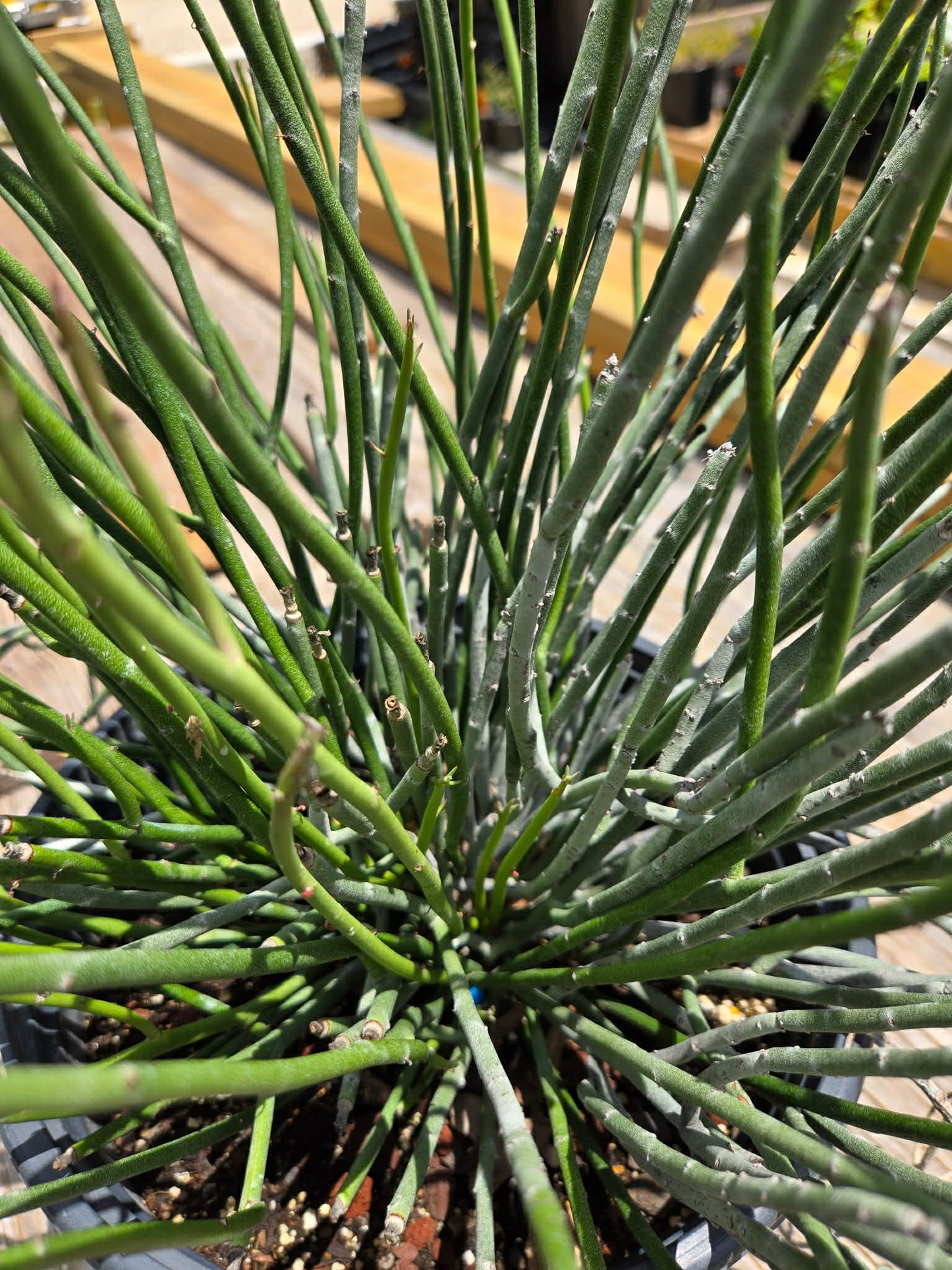 Euphorbia antisyphilitica --Candelilla--