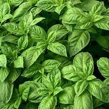 BASIL 'Nufar' --Ocimum basilicum--