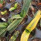 Gasteria nitida var. armstrongii 'Variegated'