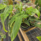Philodendron mexicanum