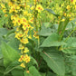MULLEIN 'Black' --Verbascum nigrum 'Wild Type'--