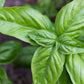 BASIL 'Genovese' --Ocimum basilicum--
