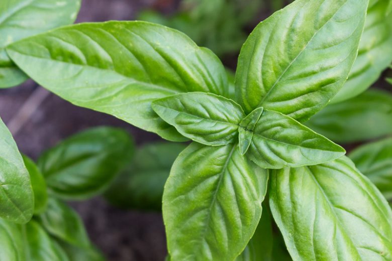 BASIL 'Genovese' --Ocimum basilicum--
