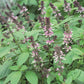 BASIL 'Persian' --Ocimum basilicum--