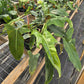 Philodendron mexicanum