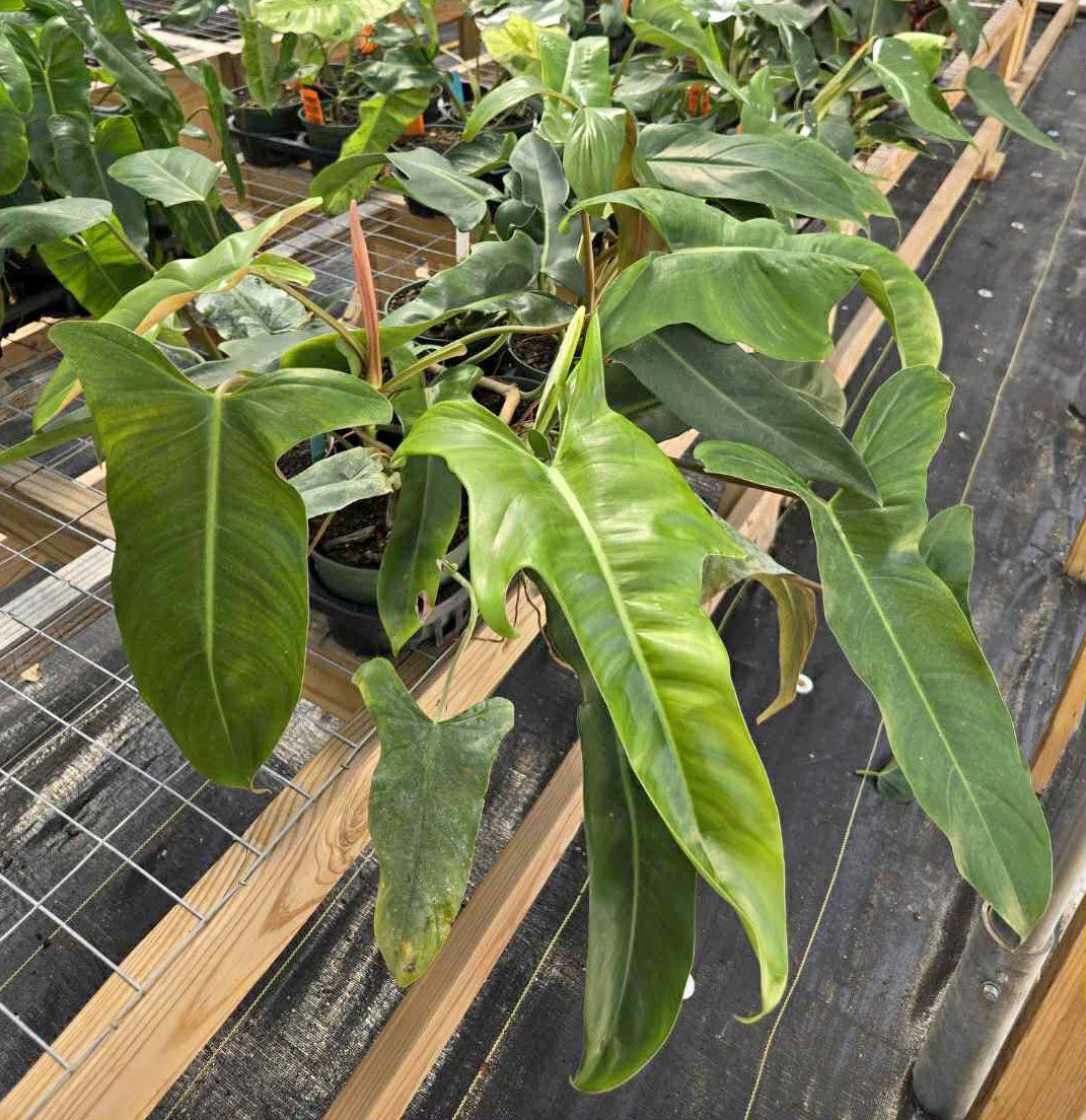 Philodendron mexicanum
