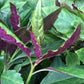GYNURA 'Okinawa Spinach' --Gynura crepioides--