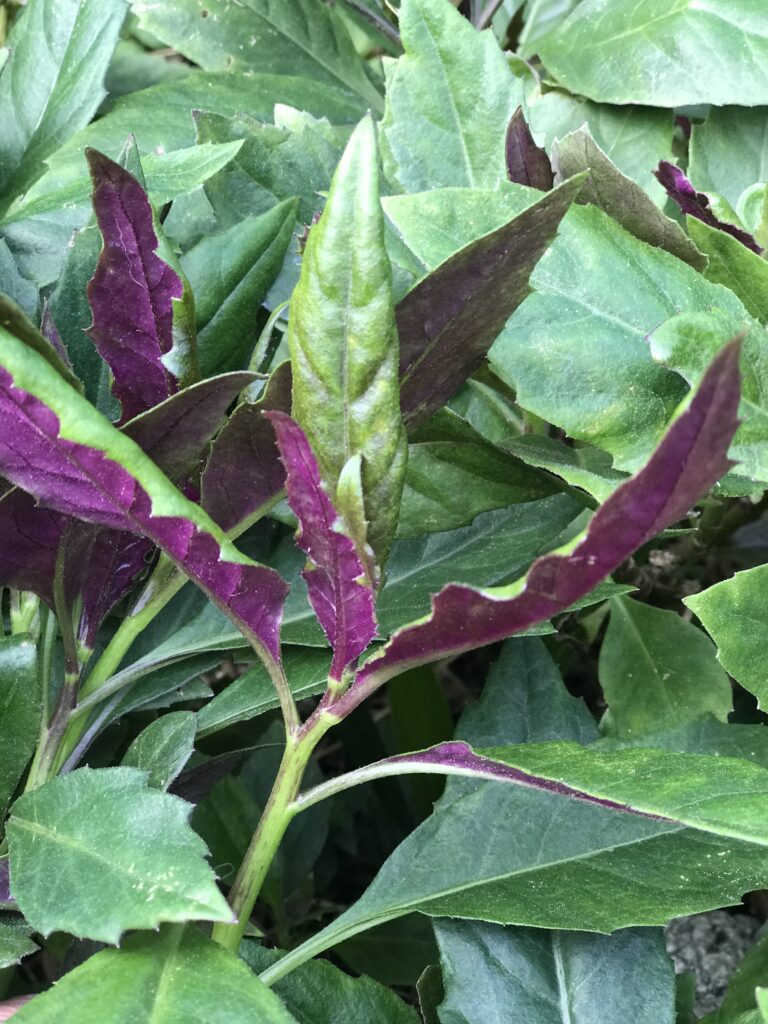 GYNURA 'Okinawa Spinach' --Gynura crepioides--