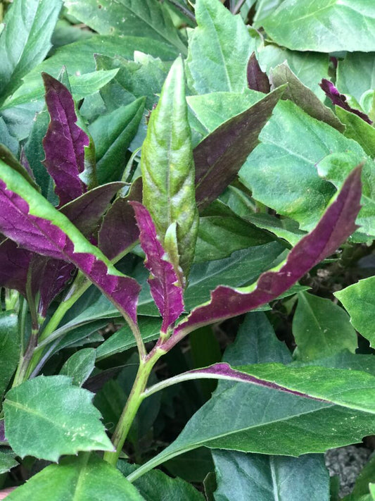 GYNURA 'Okinawa Spinach' --Gynura crepioides--