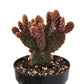 Opuntia rufida minima f. monstrosa --Mini Cinnamon Cactus--