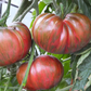 TOMATO 'Berkeley Tie-Dye'