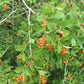 Citharexylum berlandieri --Berlandier's Fiddlewood--