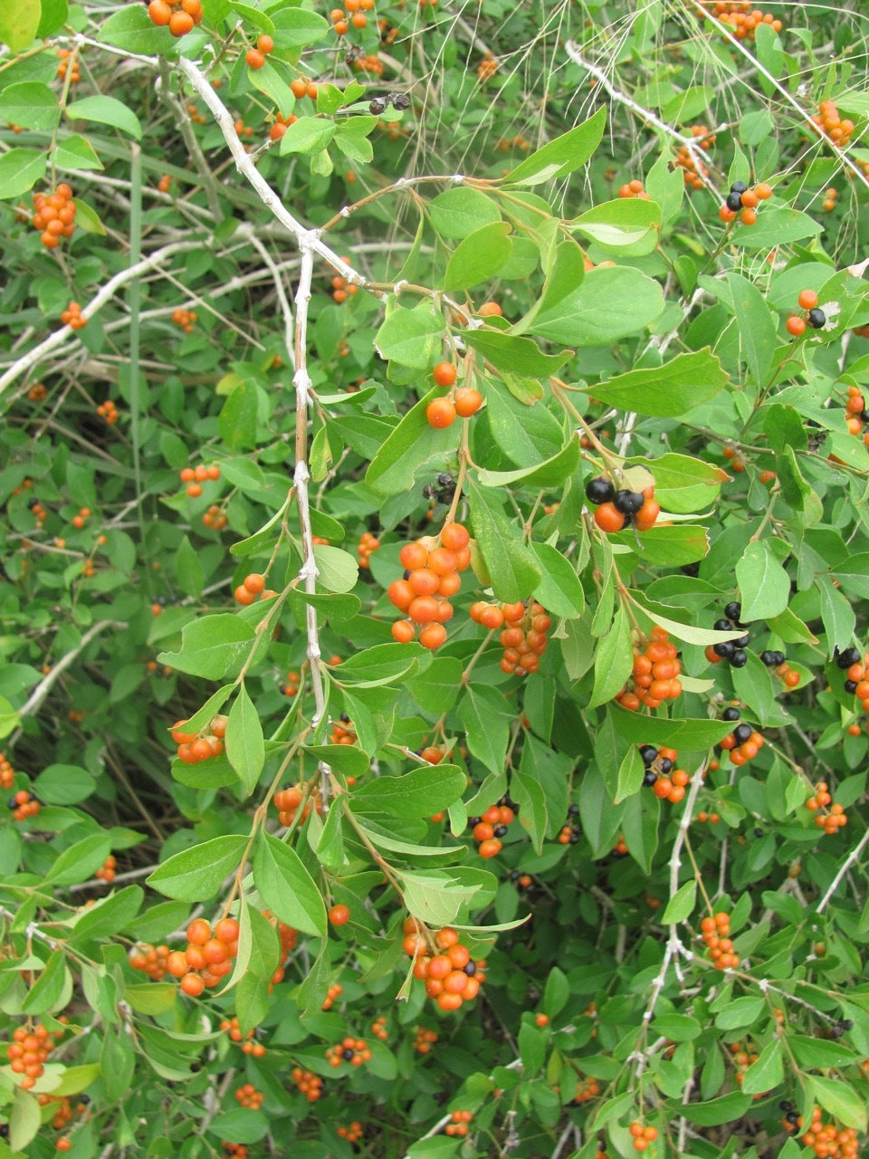 Citharexylum berlandieri --Berlandier's Fiddlewood--