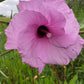 Hibiscus striatus 'Lambertianus' --Texas Striped Hibiscus--