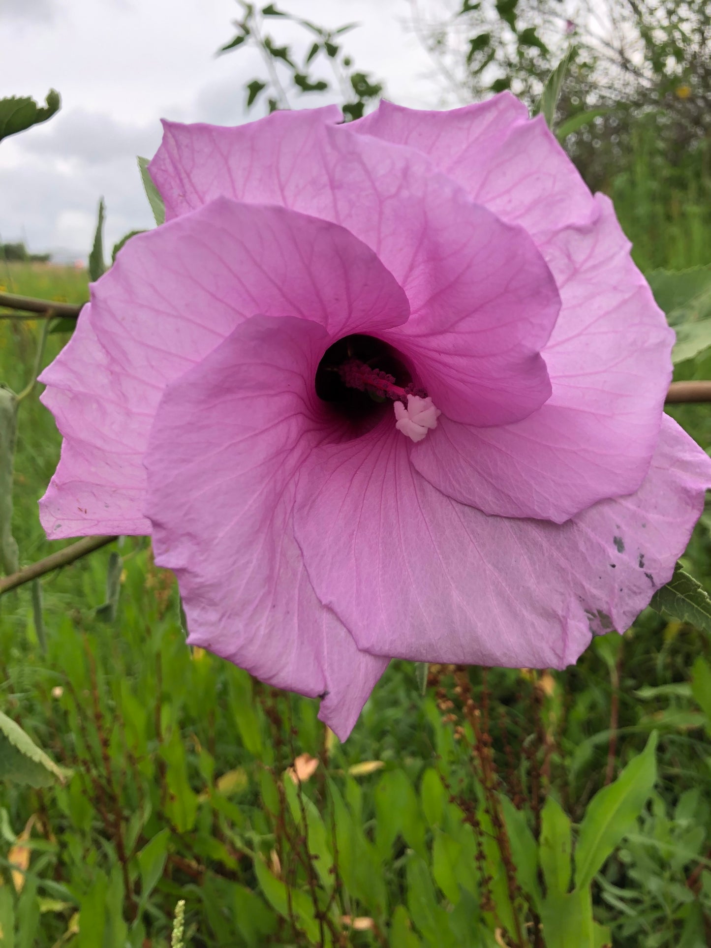 Hibiscus striatus 'Lambertianus' --Texas Striped Hibiscus--