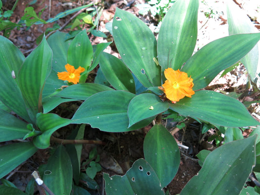 INSULIN PLANT --Chamaecostus cuspidatus--