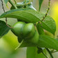 INCA PEANUT TREE --Plukenetia volubilis--