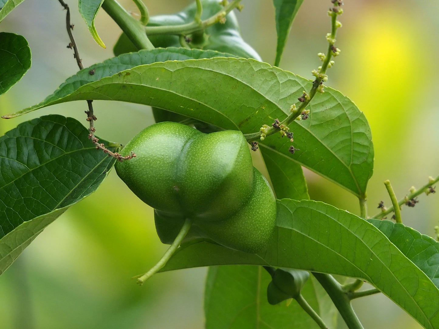 INCA PEANUT TREE --Plukenetia volubilis--