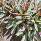 Rhoeo Spathacea --Discolor Moses-in-the-Cradle--