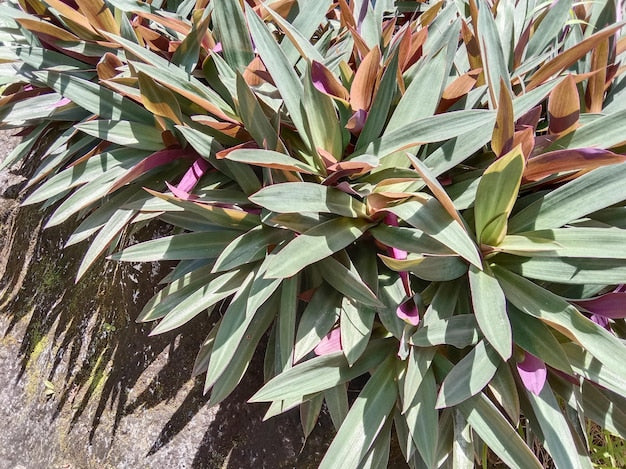 Rhoeo Spathacea --Discolor Moses-in-the-Cradle--