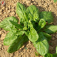 SPINACH 'Matador Viking'