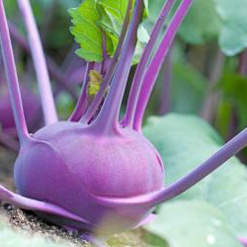 KOHLRABI 'Blaril'