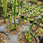Euphorbia leucodendron 'Variegata' --Variegated Cat Tail Cactus--