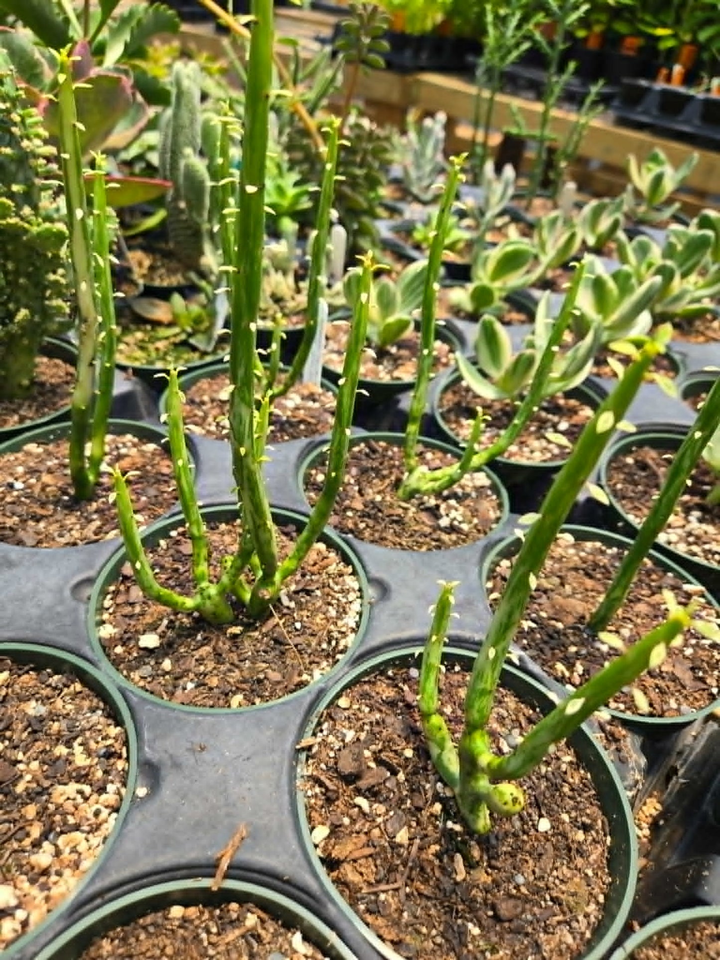 Euphorbia leucodendron 'Variegata' --Variegated Cat Tail Cactus--