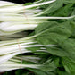 ASIAN GREENS 'Tall White Stem'