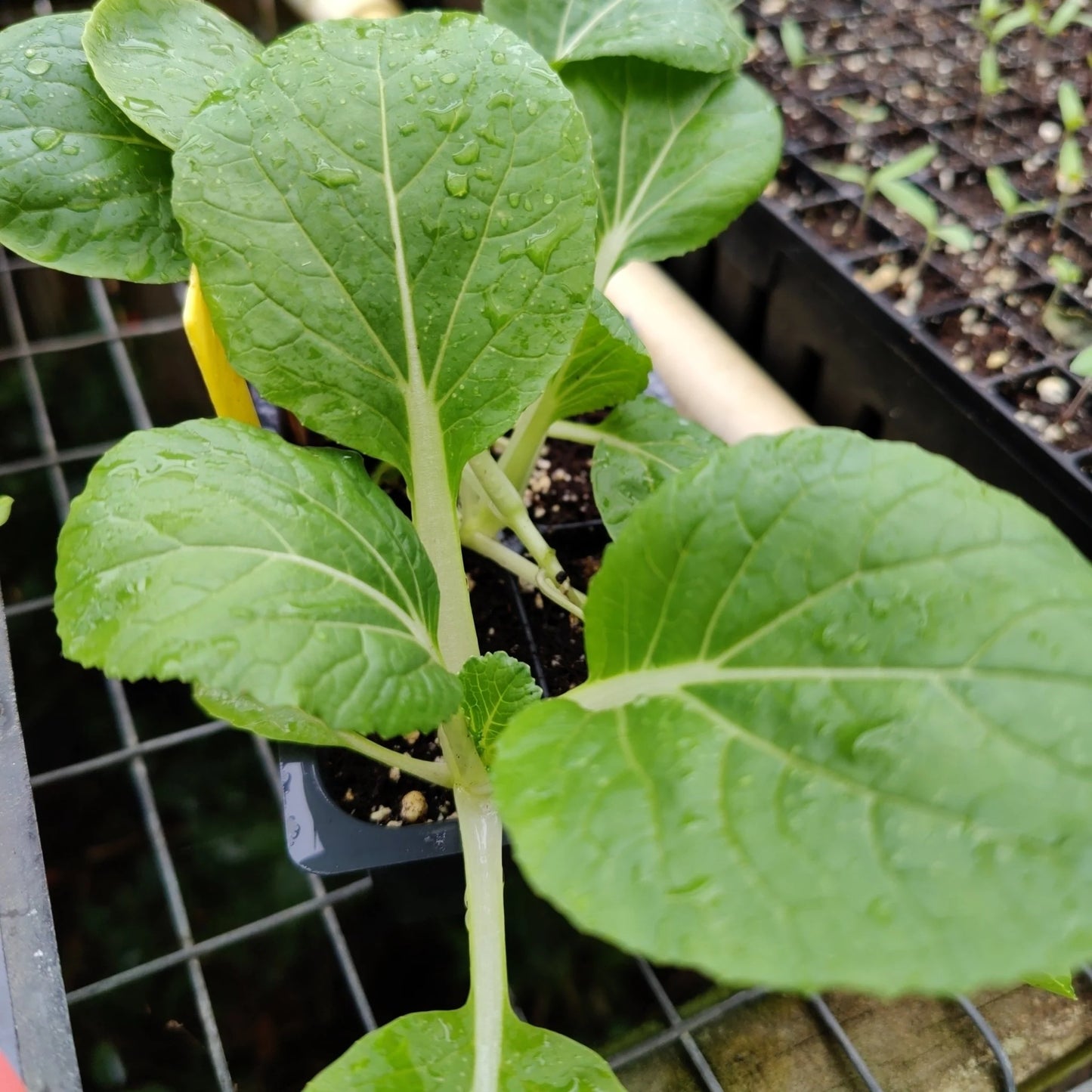 ASIAN GREENS 'Dwarf White Stem'