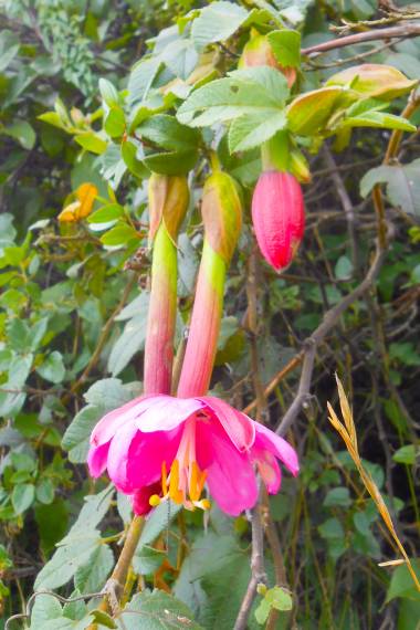 PASSIONFLOWER 'Banana' --Passiflora adulterina --