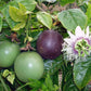 PASSIONFLOWER 'Flame Ruby' --Passiflora edulis--