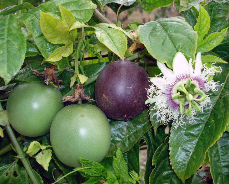 PASSIONFLOWER 'Flame Ruby' --Passiflora edulis--