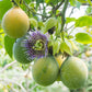 PASSIONFLOWER 'Sweet Granadilla' --Passiflora ligularis--