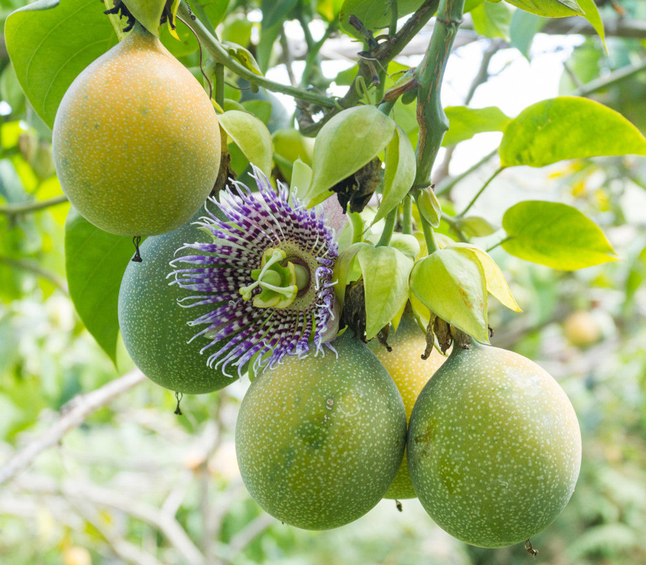 PASSIONFLOWER 'Sweet Granadilla' --Passiflora ligularis--