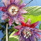 PASSIONFLOWER 'Giant Granadilla' --Passiflora quadrangularis--