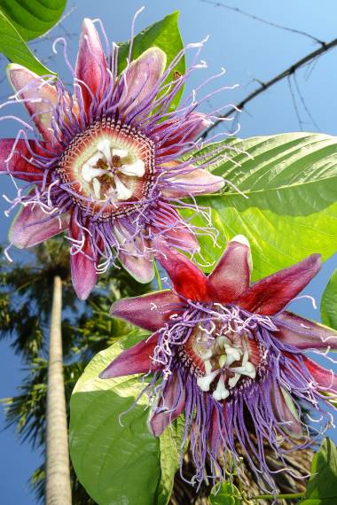 PASSIONFLOWER 'Giant Granadilla' --Passiflora quadrangularis--