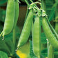 PEA 'Sugarsnap'