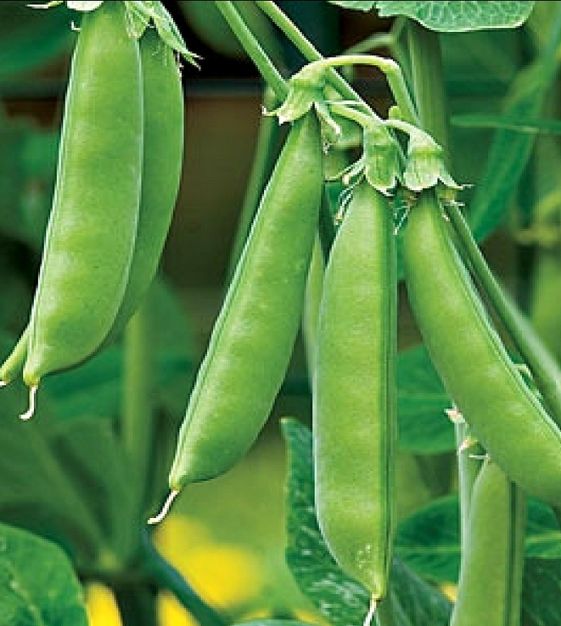 PEA 'Sugarsnap'