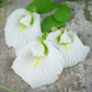 PEA 'White Queen Butterfly' --Clitoria ternatea var. albiflora--