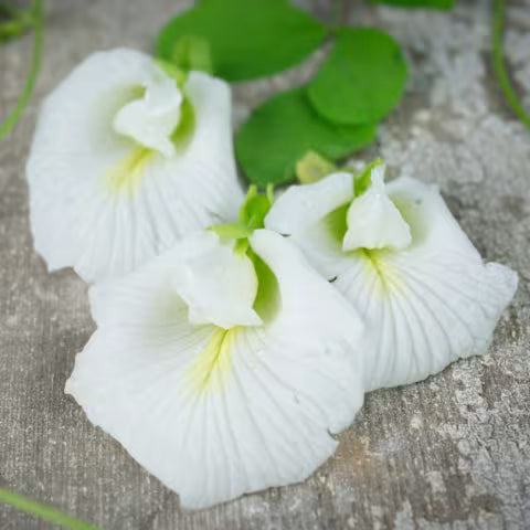 PEA 'White Queen Butterfly' --Clitoria ternatea var. albiflora--
