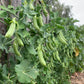 PEA 'Cascadia'