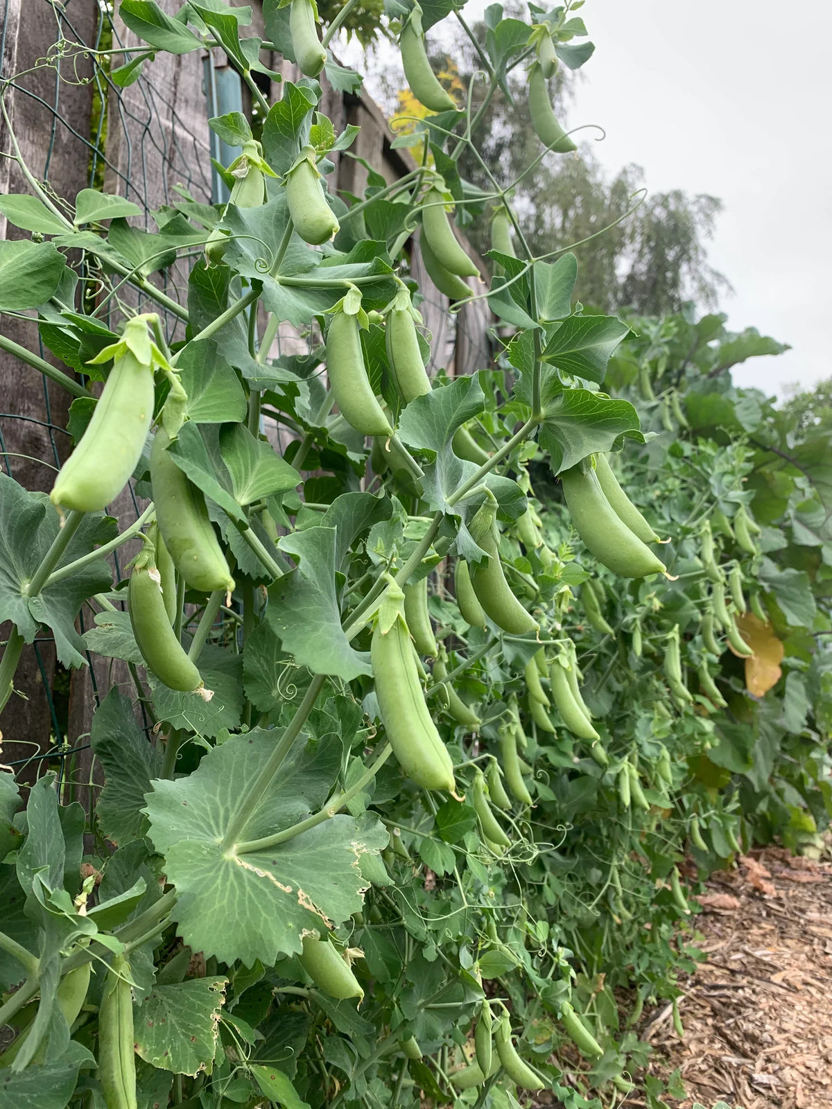 PEA 'Cascadia'