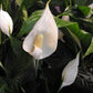 Spathiphyllum x. 'Domino' --Variegated Peace Lily--