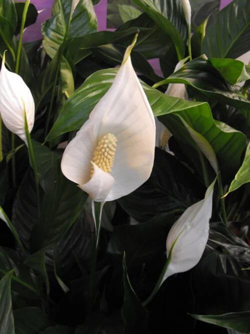 Spathiphyllum x. 'Domino' --Variegated Peace Lily--
