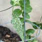 Matelea reticulata --Pearl Milkweed Vine--