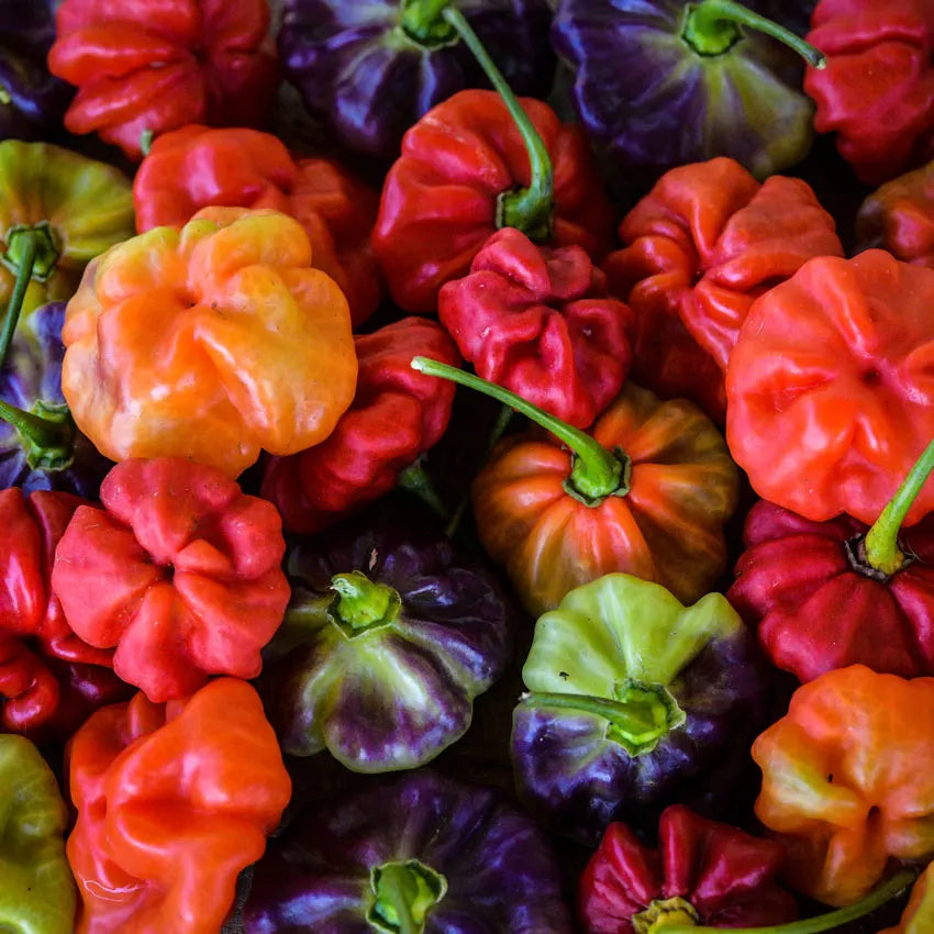 PEPPER 'Ají Cachucha' --Capsicum chinense--