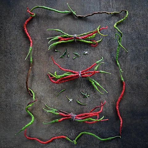 PEPPER 'Kaddi Mirchi'